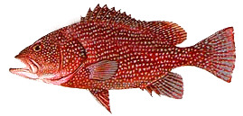 grouper hind speckled epinephelus analogus cabrilla spotted